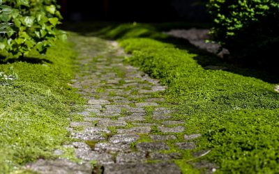 Sådan får du bugt med den grønne farve, der har indtaget dine fliser